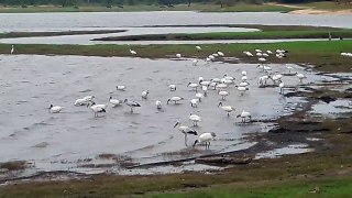 Birds migration