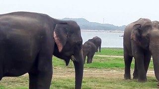Elephant migration(8)