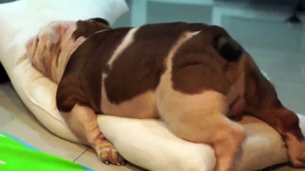 funny dog