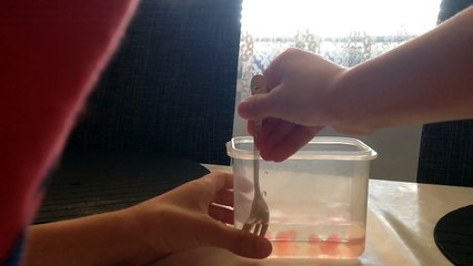 Hard Challenge- trying to stick orbeez with a fork!