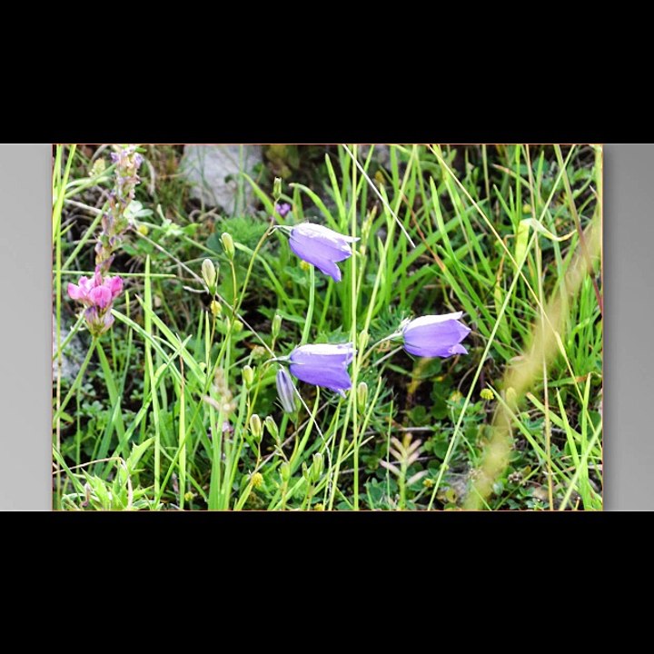 mes_fleurs