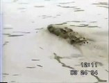 Momento en el que un cocodrilo mató a un hombre en una laguna