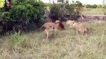 Vea las mejores peleas a muerte entre leones