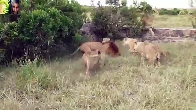 Vea las mejores peleas a muerte entre leones