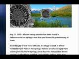 BREAKING - Yellowstone – Brain-Eating Amoeba, Found in Grand Teton’s Kelly Warm Springs!