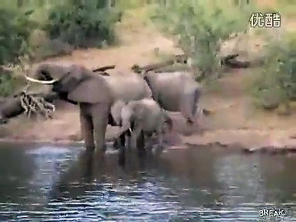 crocodile attack on elephent
