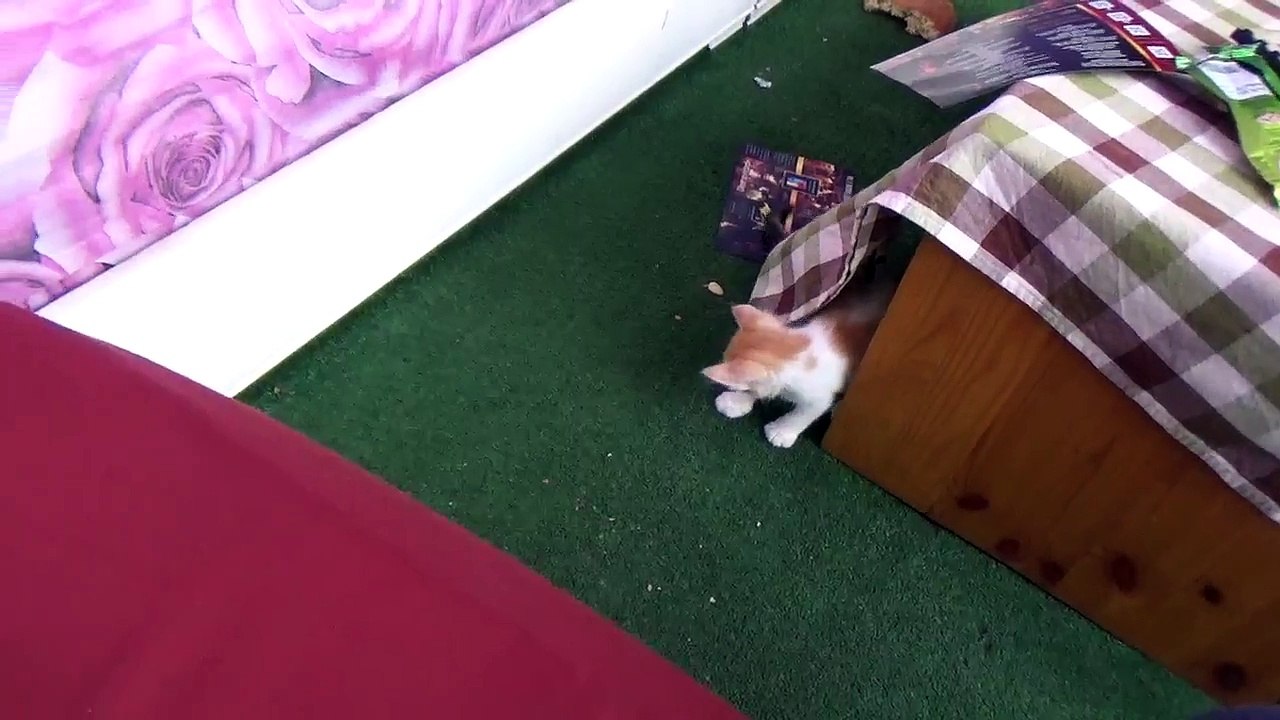 Morocco Kitties - Part 1