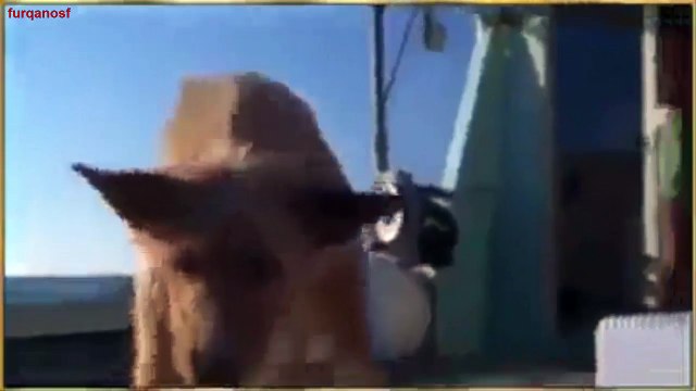 A Fish Help of Diving Dog to Save Fish Save A Dog Life