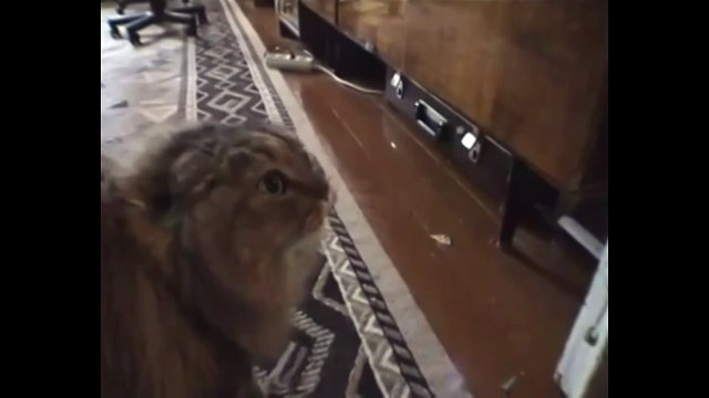 Очень разговорчивый кот. Смешные приколы кошки