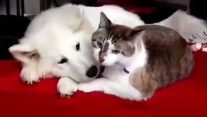 Обнимашки-целовашки. Смешные приколы собаки кошки