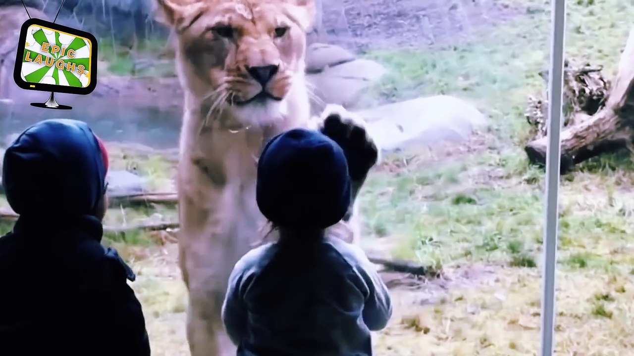 Zoo Animal Attacks ★ Animals That Don't Know What Glass Is! (HD) [Epic Laughs] (1)