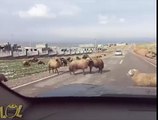 Mira lo que le pasó a este carro en medio de dos animales peleando