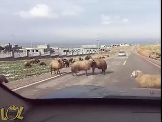 Mira lo que le pasó a este carro en medio de dos animales peleando