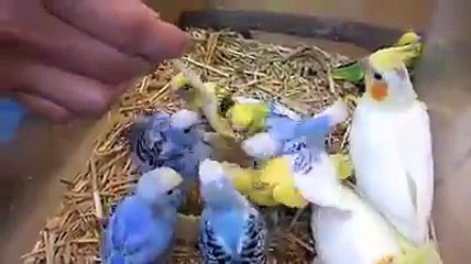 Birds Hand Feed