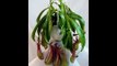 Asian Pitcher Plant - Nepenthes - Carnivorous - Exotic - 6