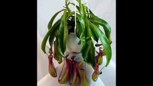 Asian Pitcher Plant - Nepenthes - Carnivorous - Exotic - 6" Hanging Basket