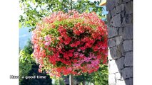 hanging basket plants