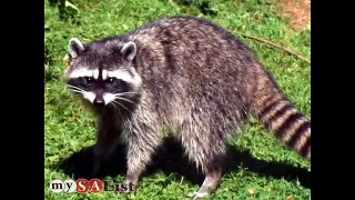 Critter Done Animal Control - The Professional Choice - San Antonio TX 78258