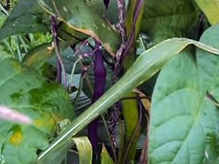 Heirloom Pole Beans