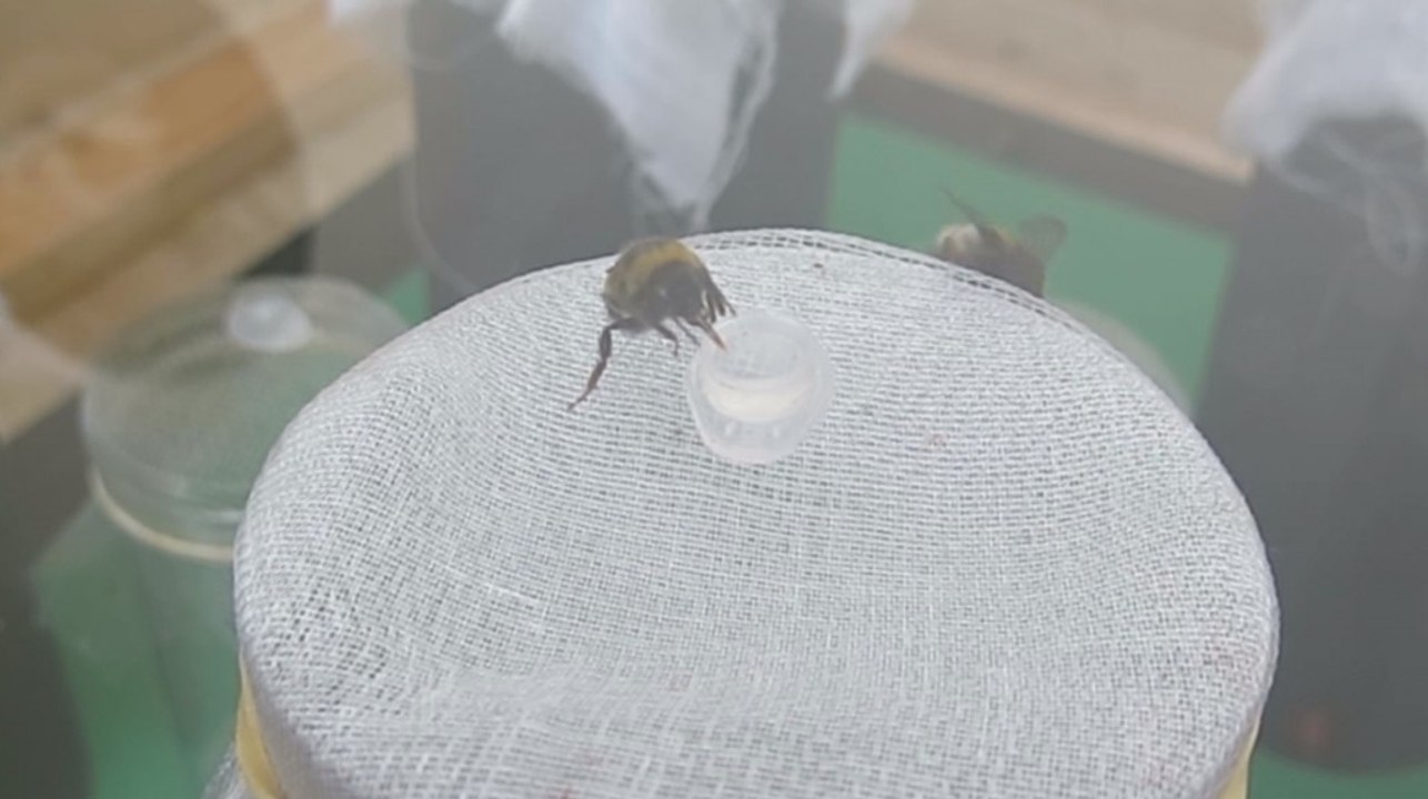 Virus changes plant's smell and attracts more bumblebees
