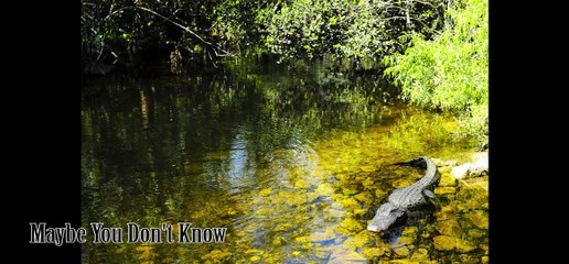 15 Shocking Alligator Attacks You Won’t Believe