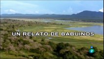 documental completo latino Un relato de babuinos