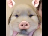 Golden Retriever Puppy Looks Hilarious With Snapchat Filter