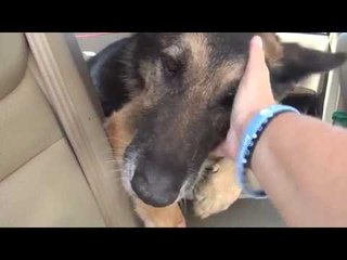 Rescue Dog Gets Taken Home by New Family