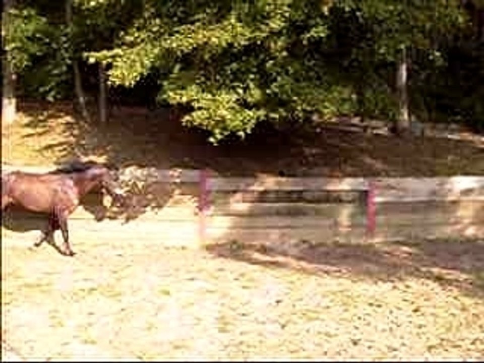 Lamba saut 1,10m