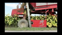 Amazing tobacco harvesting machine  new modern agriculture farm equipment compilation 2016