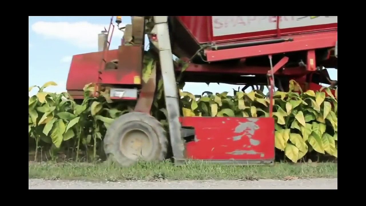 Amazing tobacco harvesting machine  new modern agriculture farm equipment compilation 2016