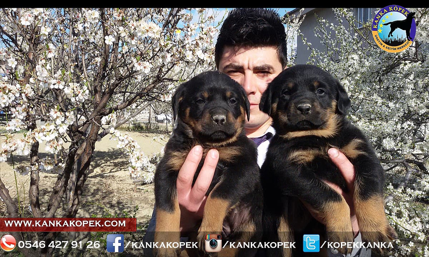 Antalya Satilik Rottweiler Yavrulari Dailymotion Video