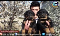 Antalya Satılık Rottweiler Yavruları