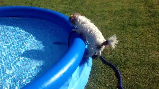 Dog Trys To Grab Hose Pipe