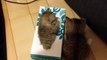 Ce chaton essaie de rentrer dans une boîte de mouchoirs, mais continuez de regarder... C’est vraiment trop MIGNON...