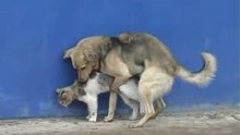 Funny: Pervert dog