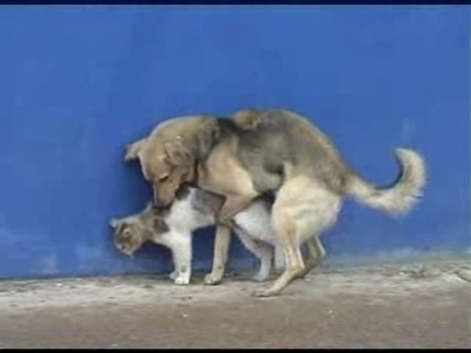 Funny: Pervert dog