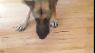 Dog and vacuum cleaner | funny dogs