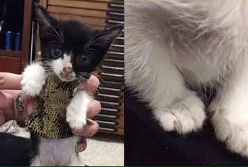 Ce chaton souffrant d’une maladie cardiaque porte un costume digne d’Iron Man pour protéger son cœur.