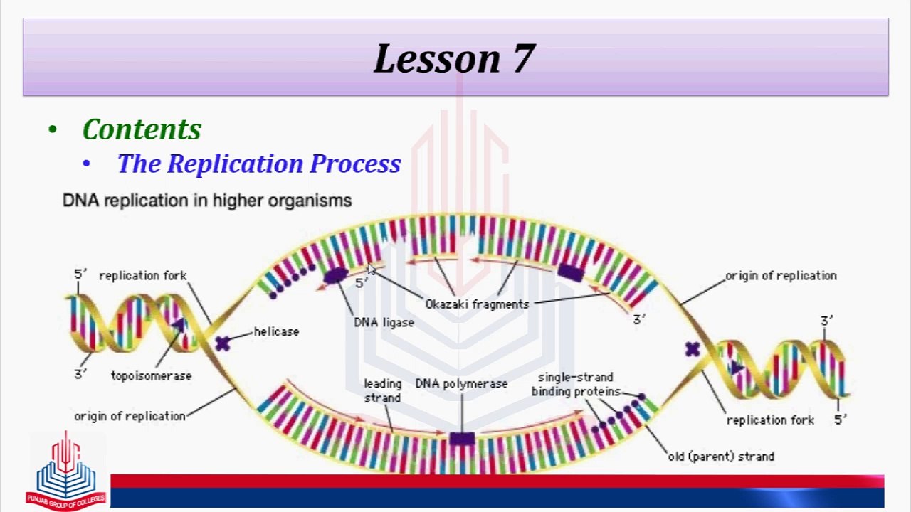 The Replication Process