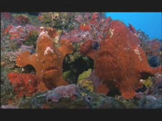 NATURE | Shark Mountain | Red-lipped Batfish | PBS