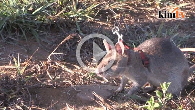 Tikus dilatih selamatkan nyawa manusia, hidu periuk api