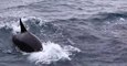 Orcas Hunt Baby Whales in Western Australia