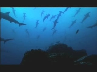 NATURE | Shark Mountain | A Shadow Over the Reef | PBS