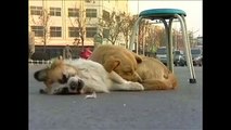 In Cina, un Cane rimane in Strada tutta la Notte..il Motivo vi farà Commuovere