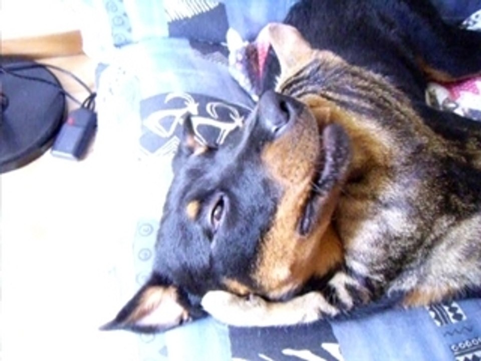 petit calin chien chat