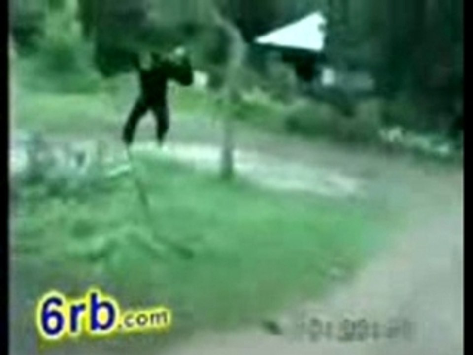 Singe vs chien
