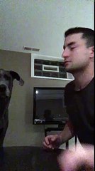 Giant Great Dane names Fezzik dominates dad