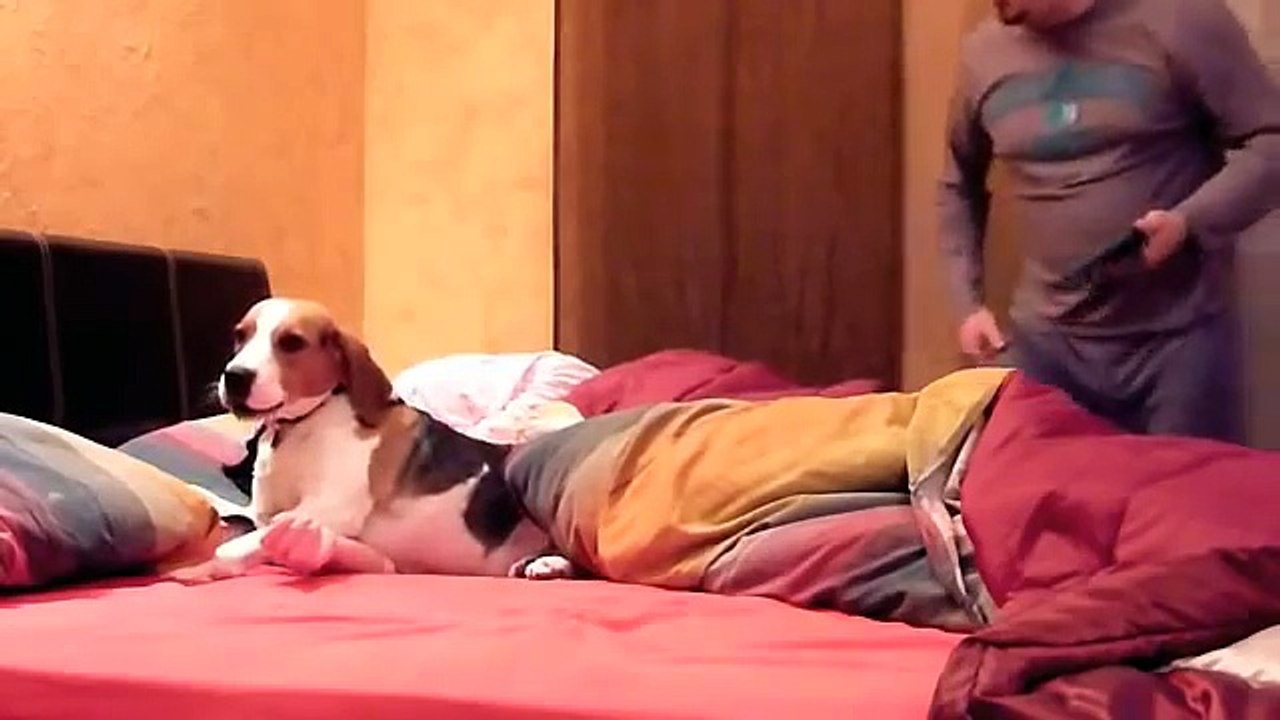 Vuole far scendere il cane dal letto, ma guardate come reagisce: