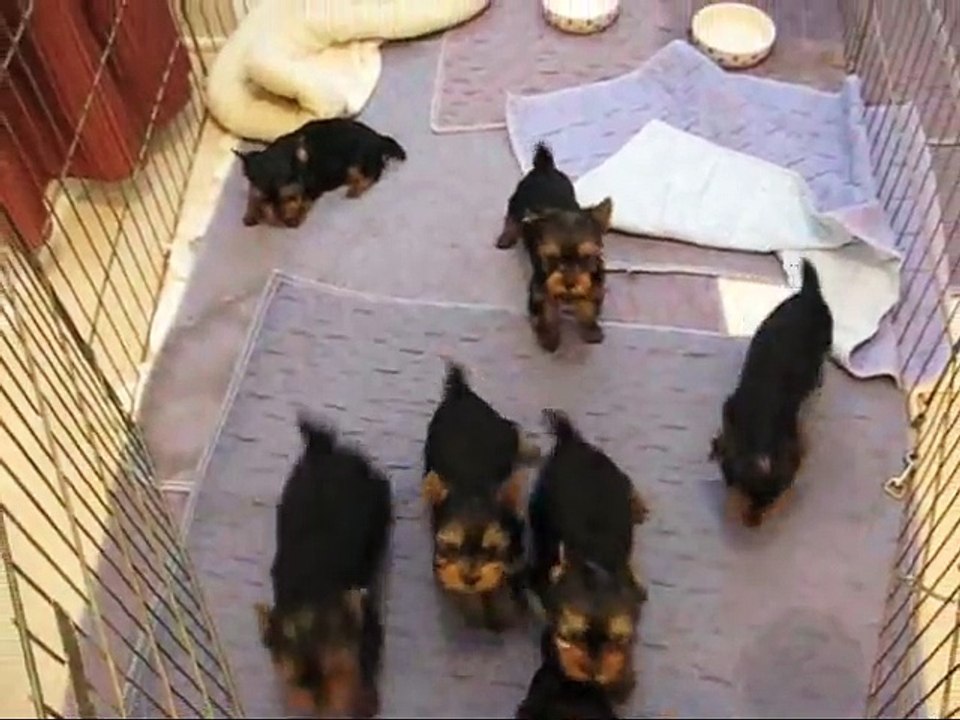 Miracle Yorkies Felicity Yorkie puppies !